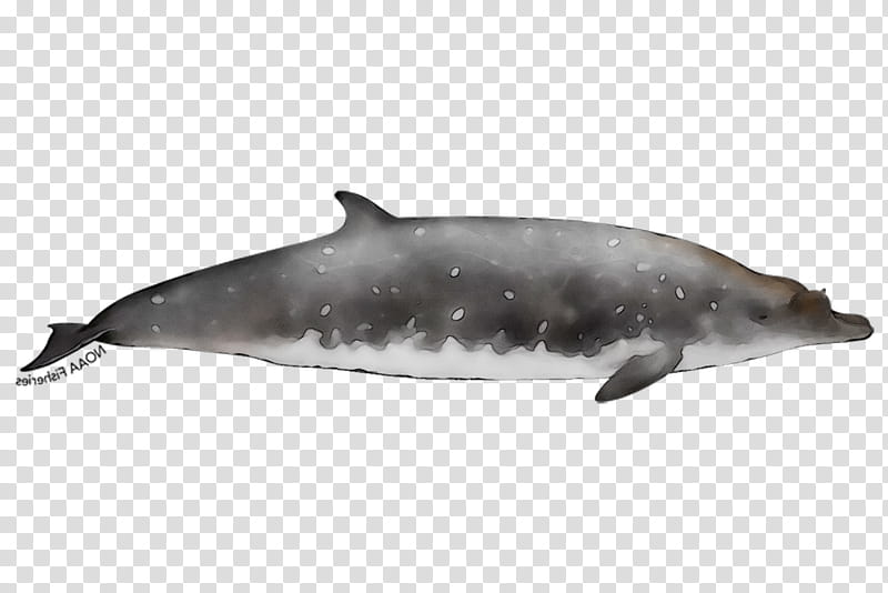 Whale, Spinner Dolphin, Shortbeaked Common Dolphin, Roughtoothed Dolphin, Whitebeaked Dolphin, Wholphin, Porpoise, Toothed Whale transparent background PNG clipart