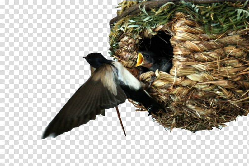 Swallow Bird, Barn Swallow, Nest, Passerine, Hirundininae, Edible Birds Nest, Bird Nest, Beak transparent background PNG clipart