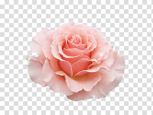 Aesthetic, pink rose flower art transparent background PNG clipart |  HiClipart