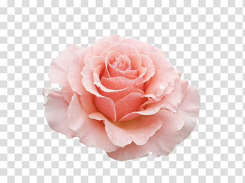 Aesthetic, pink rose flower art transparent background PNG clipart ...