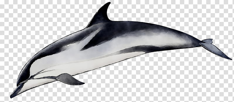 Whale, Spinner Dolphin, Shortbeaked Common Dolphin, Striped Dolphin, Roughtoothed Dolphin, Whitebeaked Dolphin, Wholphin, Toothed Whale transparent background PNG clipart