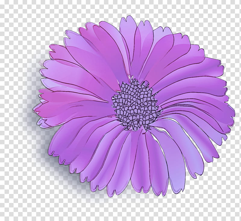 Lavender, Barberton Daisy, Violet, Purple, Gerbera, Flower, Petal, Lilac transparent background PNG clipart