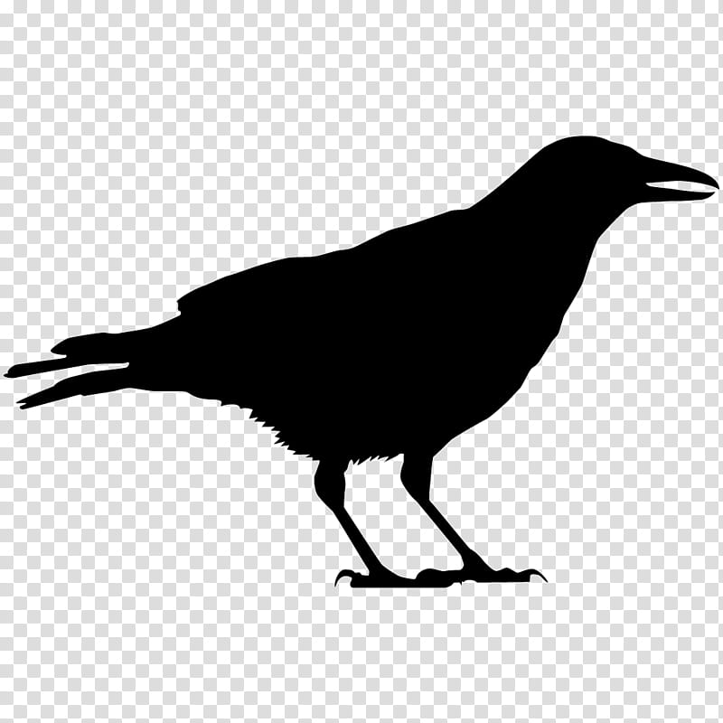 Birds Silhouette, American Crow, Common Raven, All About Birds, Cornell Lab Of Ornithology, Chihuahuan Raven, Crow Family, Crows transparent background PNG clipart