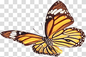 Monarch butterfly, Watercolor, Paint, Wet Ink, Moths And Butterflies, Insect, Viceroy Butterfly, Brushfooted Butterfly transparent background PNG clipart thumbnail