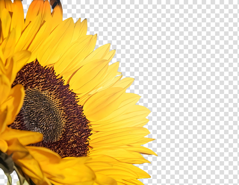Flowers, Sunflower, Flora, Bloom, Aspect Ratio, 8K Resolution, 5k Resolution, Widescreen transparent background PNG clipart