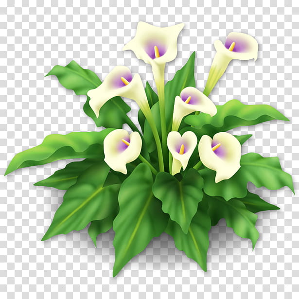 White Lily Flower, Floral Design, Cut Flowers, Hay Day, Flower Bouquet, Flowerpot, Madonna Lily, Plants transparent background PNG clipart