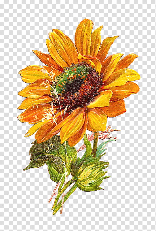 Harvest Time s, yellow sunflower in bloom transparent background PNG clipart