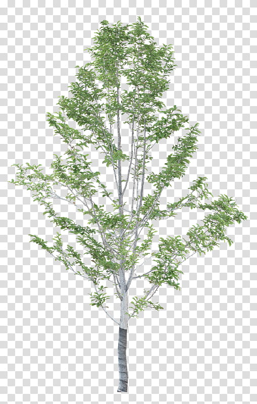 Family Tree, Larch, Cottonwood, Birch, Spruce, Painting, Plants, Architecture transparent background PNG clipart