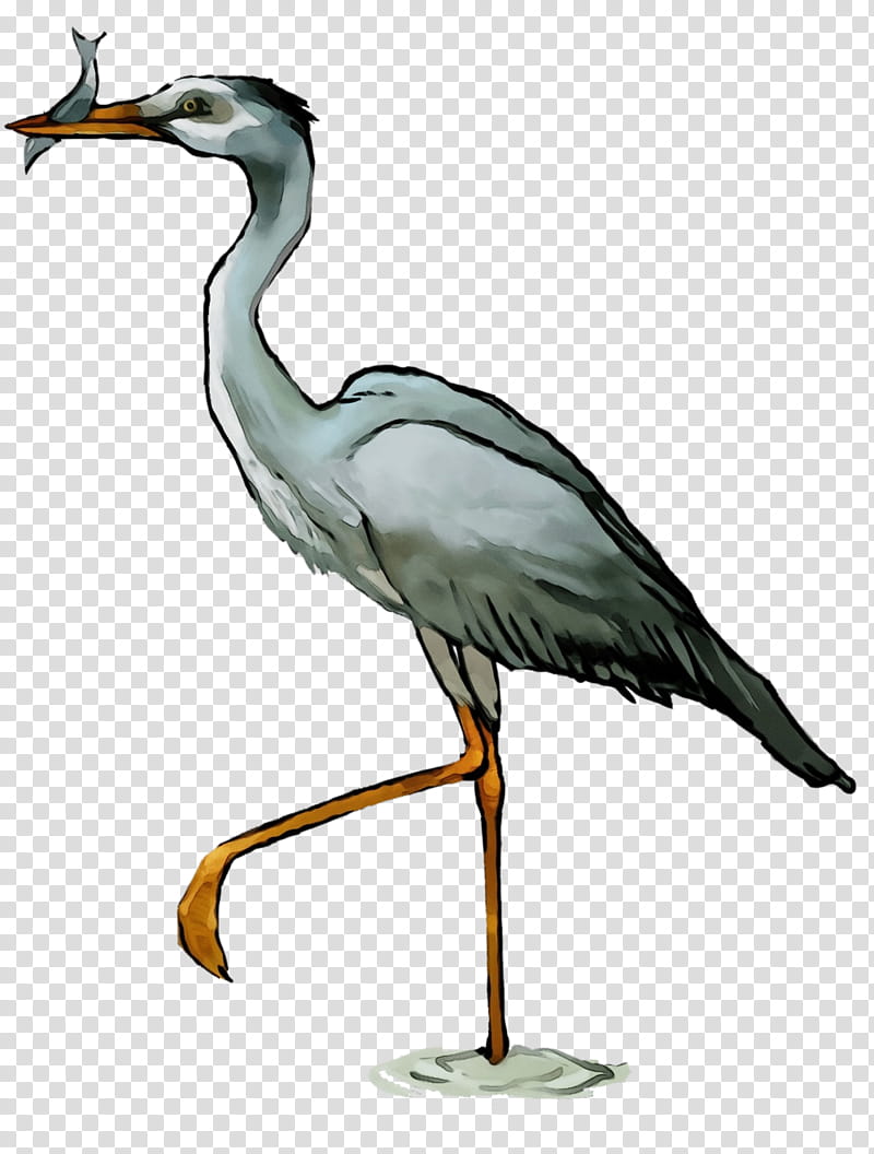 bird beak crane-like bird little blue heron heron, Watercolor, Paint, Wet Ink, Cranelike Bird, Great Blue Heron, Great Heron transparent background PNG clipart