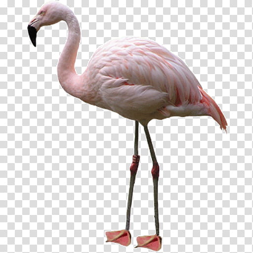 Pink Flamingo, Greater Flamingo, Drawing, American Flamingo, Bird, Water Bird, Beak, Neck transparent background PNG clipart