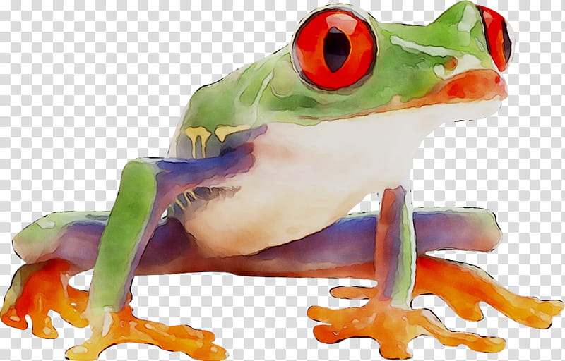 Frog, Tree Frog, True Frog, Agalychnis, Redeyed Tree Frog, Animal Figure, Shrub Frog, Toad transparent background PNG clipart