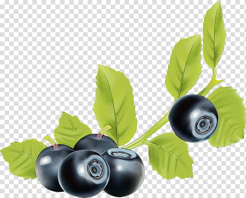 Tree Branch, Bilberry, Blueberry, Huckleberry, Superfood, Chokeberry, Cranberry, Natural Foods transparent background PNG clipart
