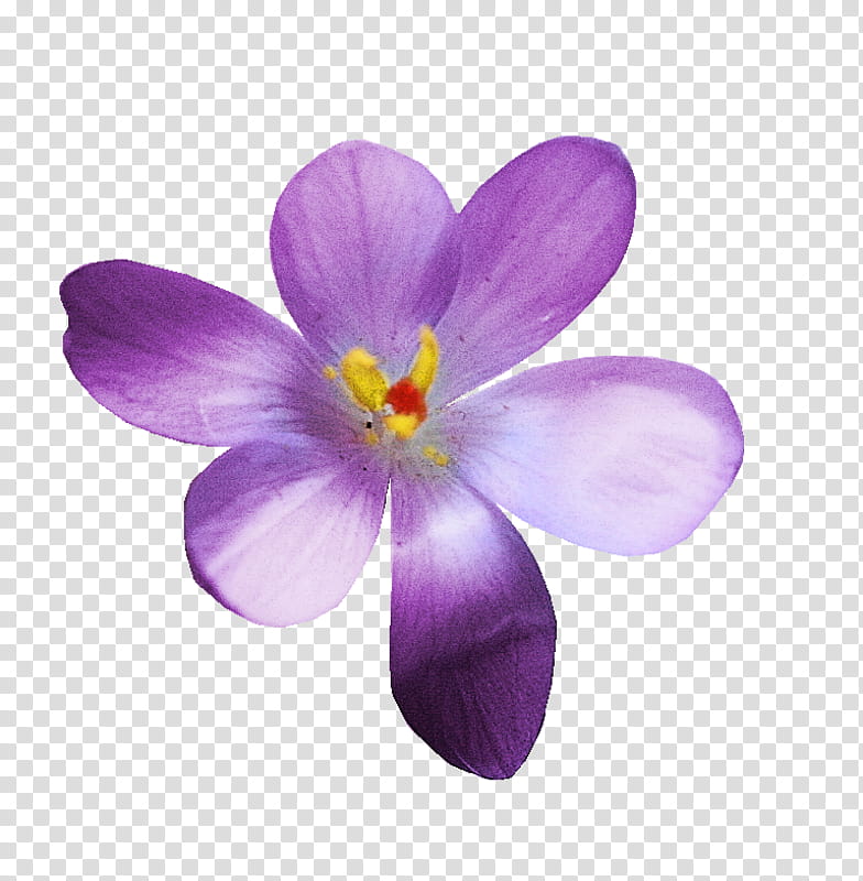 Saffron Flower, Crocus, Petal, Violet, Purple, Plant, Saffron Crocus, Iris Family transparent background PNG clipart
