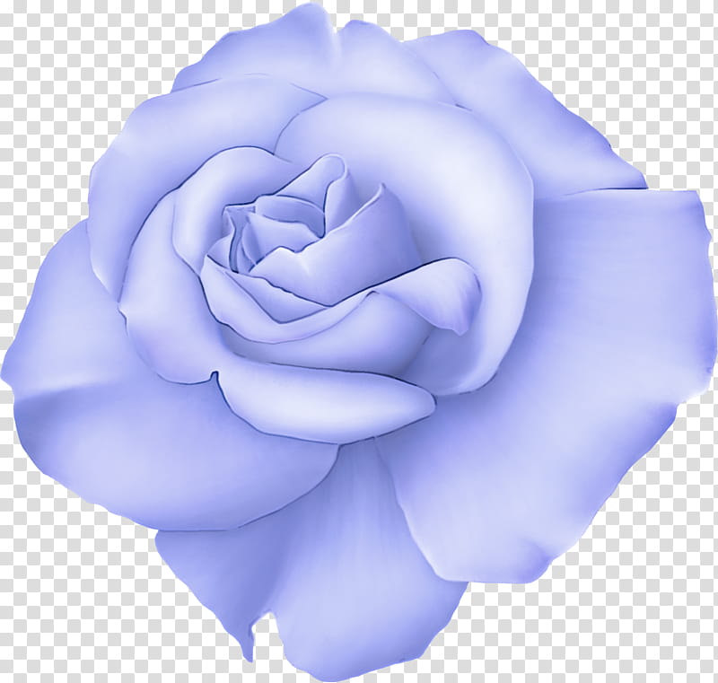 Blue rose, Flower, White, Petal, Rose Family, Purple, Hybrid Tea Rose, Garden Roses transparent background PNG clipart