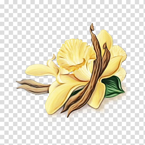 yellow petal flower frangipani plant, Watercolor, Paint, Wet Ink, Beige, Magnolia, Magnolia Family, Iris transparent background PNG clipart