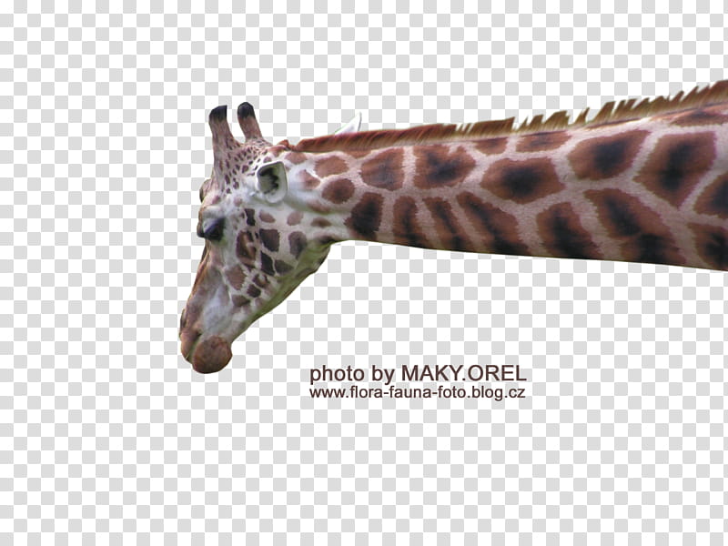 SET Giraffe head, giraffe illustration transparent background PNG clipart