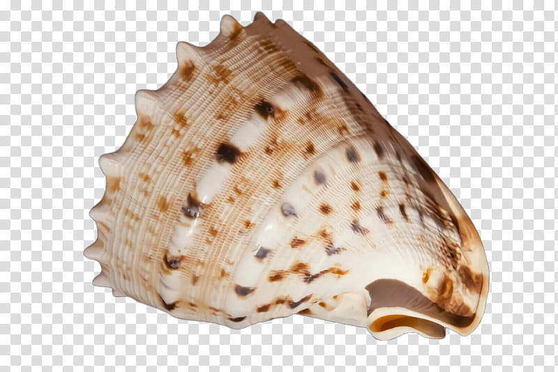 conch geography cone conch shell shankha, Sea Snail, Cockle, Bivalve transparent background PNG clipart