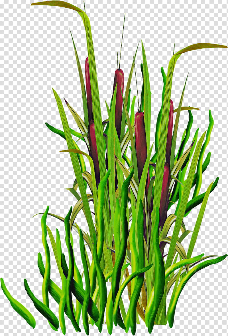 plant grass flower grass family plant stem, Herb, Aquarium Decor transparent background PNG clipart