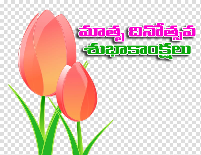 Drawing Of Family, Tulip, Tulip Mania, Flower, Tulip Festival, Text, Petal, Plant transparent background PNG clipart