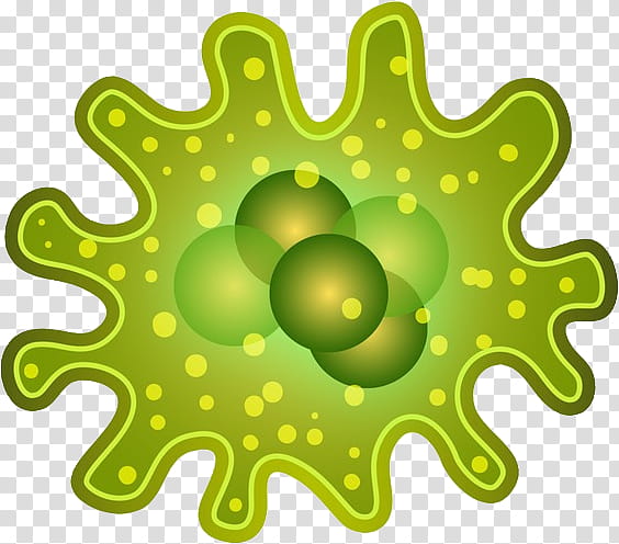 Bacteria, Microorganism, Microscope, Gut Flora, Virus, Human Microbiota, Infectious Disease, Spore transparent background PNG clipart