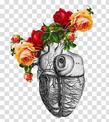 Anatomic Roses s, heart and flowers illustration transparent background PNG clipart