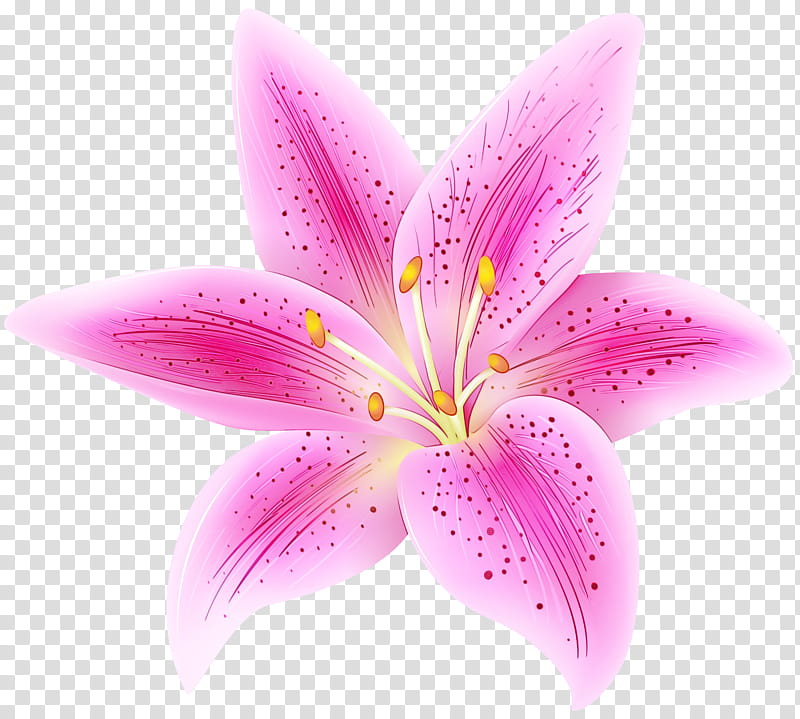Easter Lily, Flower, Lily stargazer, Arumlily, Tiger Lily, Pink Flowers, Flower Bouquet, Orange Lily transparent background PNG clipart