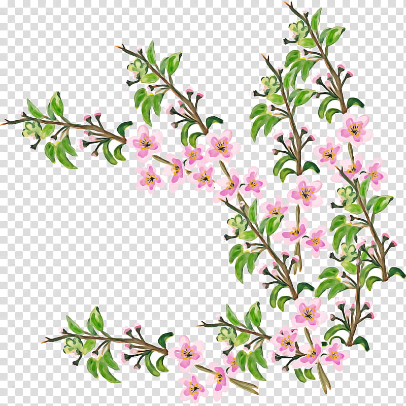 Cherry Blossom Flower, Cerasus, Orchids, Plants, Twig, Cherries, Watercolor Painting, Petal transparent background PNG clipart