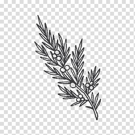 Black And White Flower, Juniper, Logo, Line Art, Black White M, Plants, Branch, Leaf transparent background PNG clipart