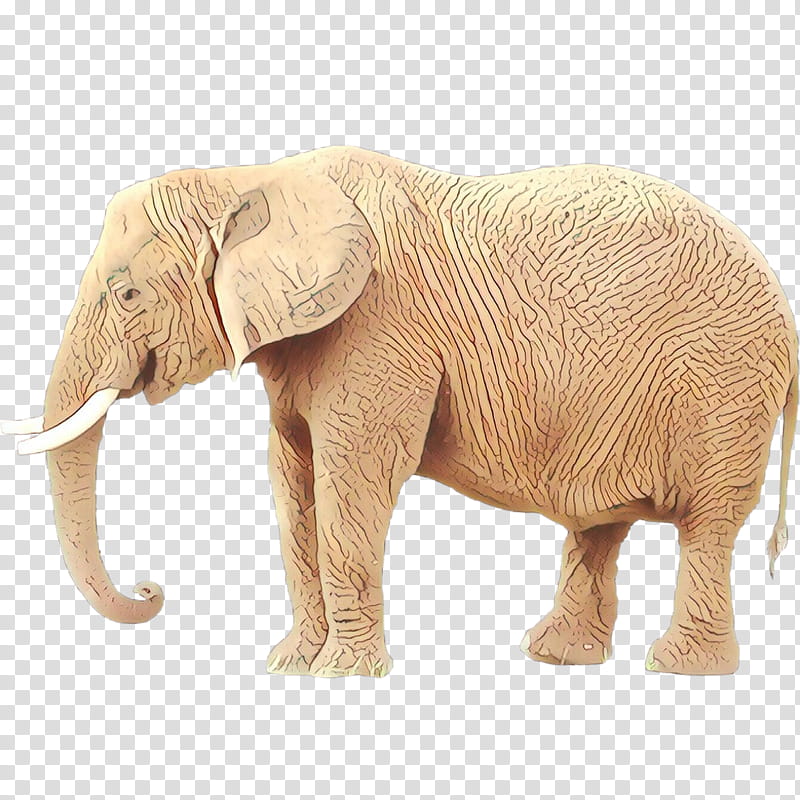Elephant, African Elephant, Indian Elephant, Tusk, Snout, Animal, Animal Figure, Wildlife transparent background PNG clipart