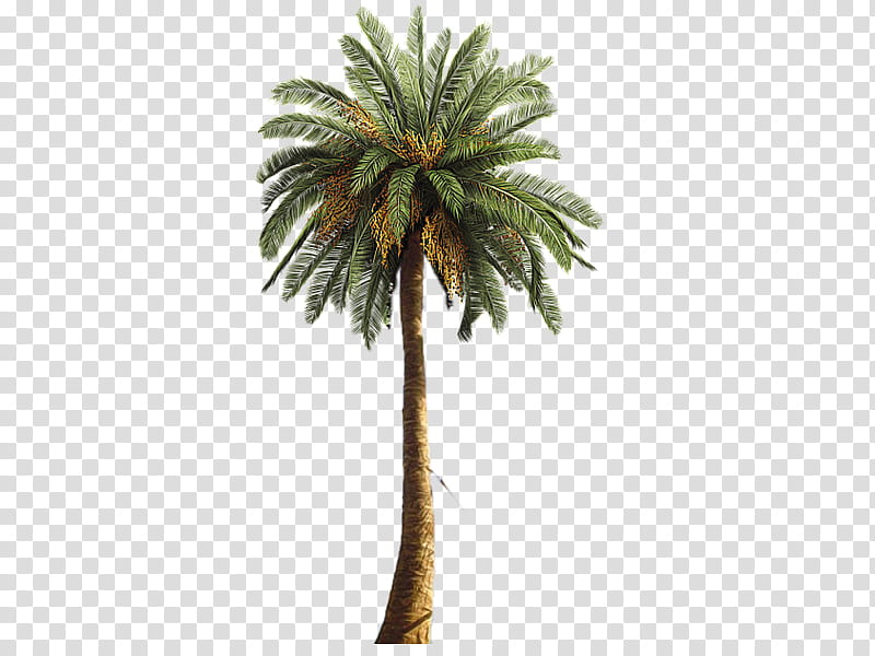 Designer Resources , green palm tree transparent background PNG clipart