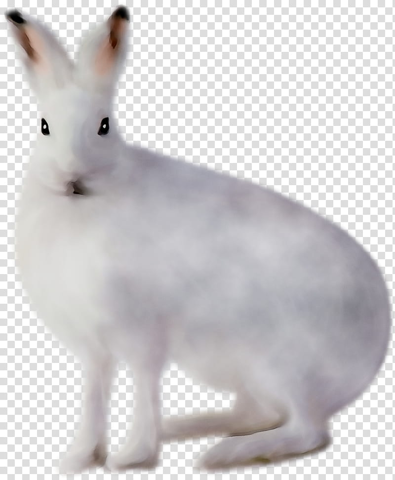 Rabbit, Hare, Whiskers, Snout, Rabbits And Hares, Snowshoe Hare, Animal Figure, Arctic Hare transparent background PNG clipart