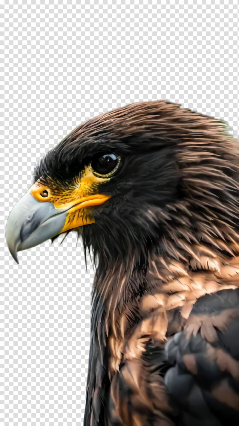 bird beak bird of prey golden eagle eagle, Hawk, Accipitridae, Falcon transparent background PNG clipart