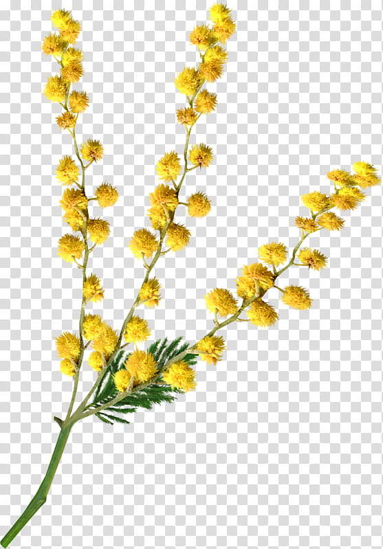 Flowers, Cut Flowers, Sensitive Plant, Daffodil, Yellow, Plants, Color, Painting transparent background PNG clipart