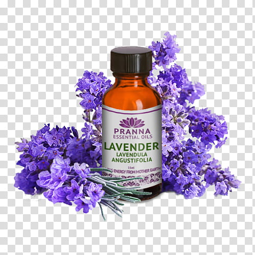 Lavender Flower, Liquidm Inc, Purple, Violet, Lilac, English Lavender, Plant, Iris transparent background PNG clipart