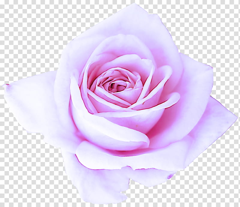 Garden roses, Pink, Flower, Petal, Purple, Rose Family, Violet, Hybrid Tea Rose transparent background PNG clipart