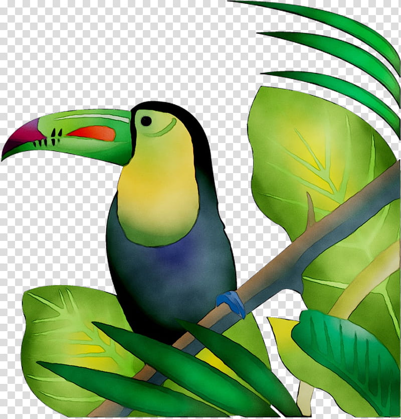 Jungle, Toucan, Parrot, Biology, Microsoft PowerPoint, Beak, Presentation, Forest transparent background PNG clipart