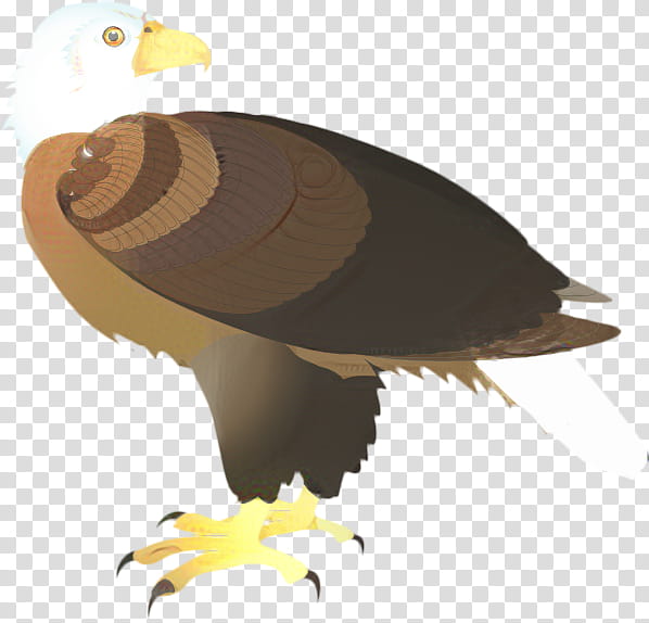 Sea Bird, Beak, Hawk, Feather, Eagle, Bird Of Prey, Golden Eagle, Bald Eagle transparent background PNG clipart