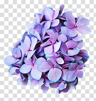 AESTHETIC GRUNGE, purple hydrangea flower art transparent background PNG clipart