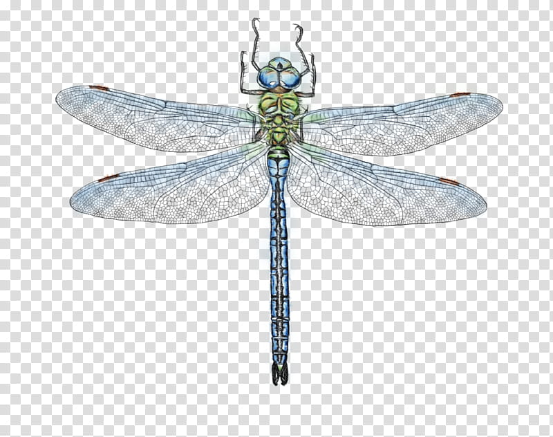 dragonfly insect dragonflies and damseflies net-winged insects damselfly, Watercolor, Paint, Wet Ink, Netwinged Insects, Hawker Dragonflies, Membranewinged Insect transparent background PNG clipart