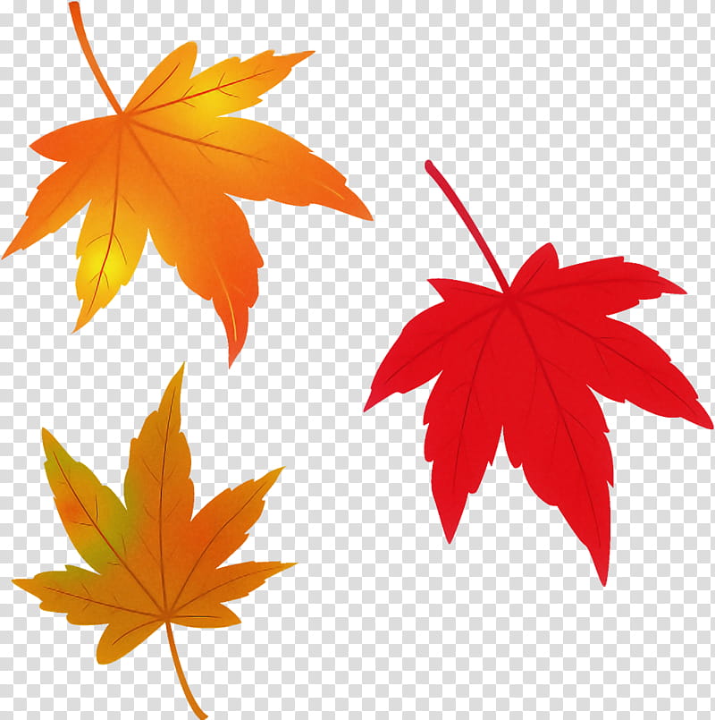 maple leaves autumn leaves fall leaves, Leaf, Maple Leaf, Tree, Plant, Black Maple, Woody Plant, Yellow transparent background PNG clipart