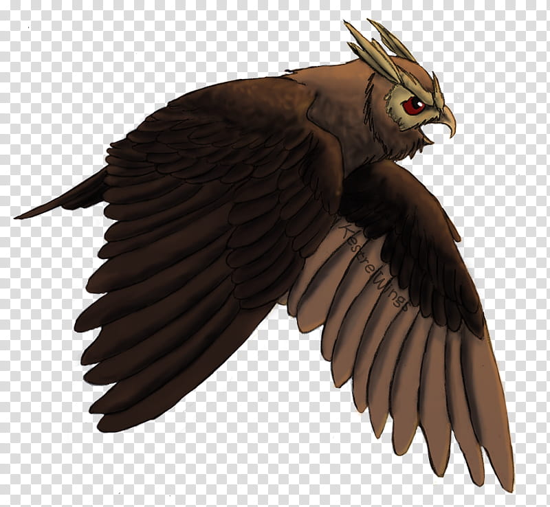 Eagle Drawing, Owl, Flight, Beak, Hawk, Vulture, Fan Art, Feather transparent background PNG clipart