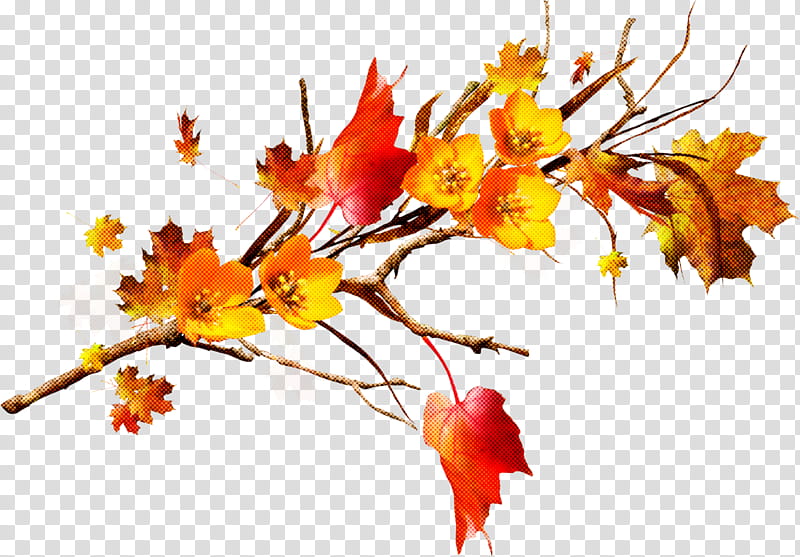 leaf branch tree yellow plant, Flower, Twig, Maple, Autumn transparent background PNG clipart