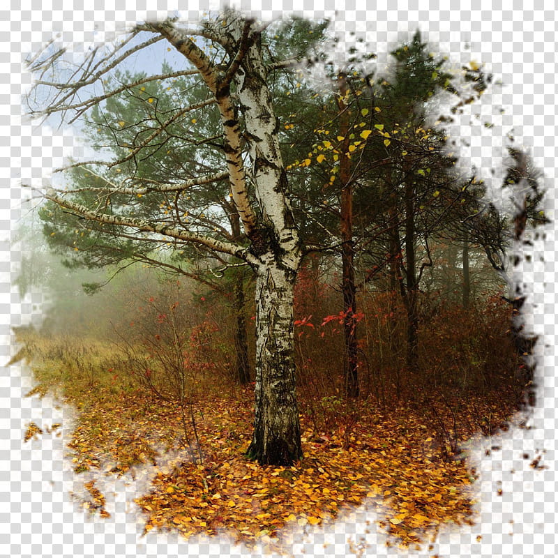 Tree Trunk Drawing, Autumn, Widescreen, Painting, Nature, Woody Plant, Natural Landscape, Natural Environment transparent background PNG clipart