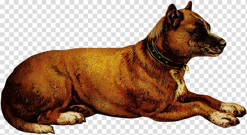 dog american staffordshire terrier ancient dog breeds bullmastiff alano español, Alaunt, American Pit Bull Terrier, Fawn, Companion Dog, Great Dane transparent background PNG clipart
