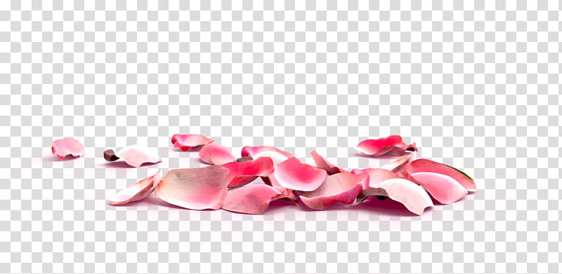 Rose Petals, pink flower petals transparent background PNG clipart