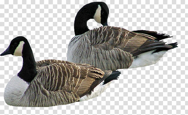 two black, white and brown ducks transparent background PNG clipart