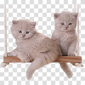 cute animals s, two white cats on wooden swing transparent background PNG clipart