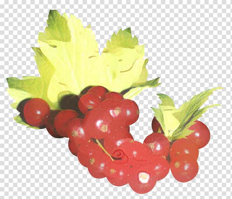 Grape Leaf, Zante Currant, Redcurrant, Blackcurrant, Gooseberry, Berries, Fruit, White Currant transparent background PNG clipart