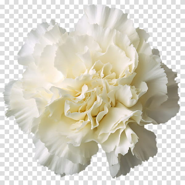 Flower , white petal cluster flower transparent background PNG clipart