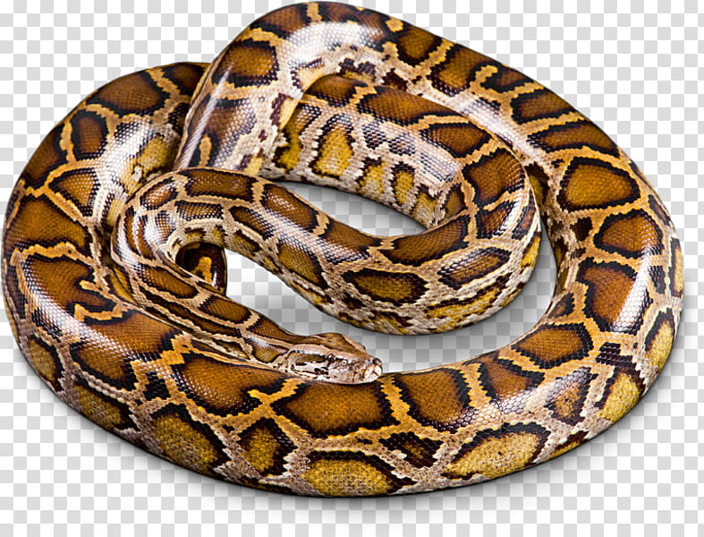 Snake, Boa Constrictor, Snakes, Burmese Python, Python Molurus, Hognose Snake, Hellabrunn Zoo, Kingsnakes transparent background PNG clipart